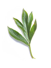 Leaf of peony on white background