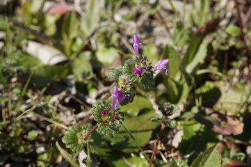 flowers in the garden