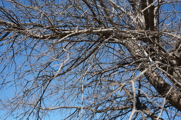 branches of tree in winter