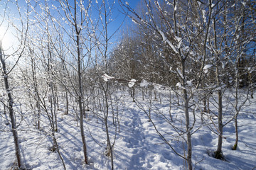 Winter landscape with trees and snow under blue sky