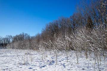 Winter landscape with trees and snow under blue sky