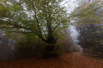 Jesień 2018 w Beskidach
