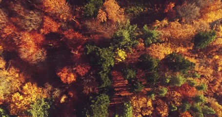 Aerial view of autumn forest and city