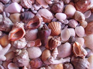 set of sea shells