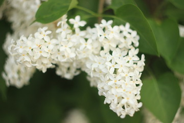Blossoming common Syringa vulgaris lilacs bush white cultivar. Springtime landscape with bunch of tender flowers. lily-white blooming plants background against blue sky. Sof focus