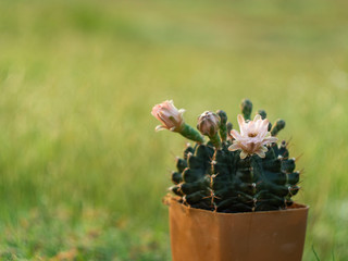cactus flower blooming in fresh garden home 