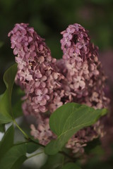 Fototapeta premium Blossoming purple lilacs in the spring. Selective soft focus, shallow depth of field. Blurred image, spring background