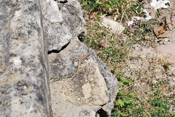 lizard