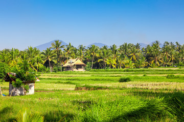 Fototapeta na wymiar Bali lush green landscape scenery