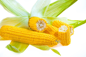 Ripe golden corn isolated on white background