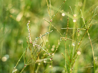 drop rain on grass leafs make bokeh around background 