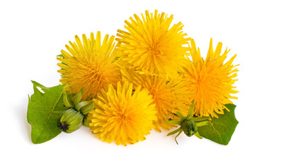  Dandelions isolated on white background. Blooming yellow dandelion (Taraxacum officinale).