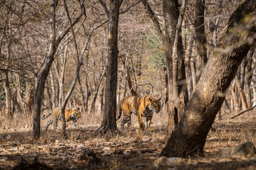 A mother Tigress with her cub on a morning stroll in a dry deciduous jungle at Ranthambore Tiger Reserve, India	