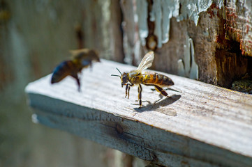 bees flying back in hive after an intense harvest period