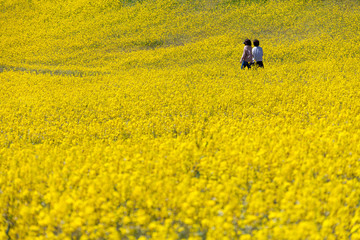 翠波高原の菜の花