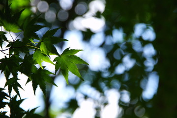 もみじ（Japanese maple）