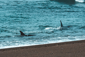 Obraz premium Orcas hunting sea lions, Patagonia , Argentina