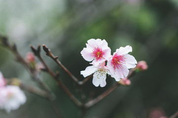 Pink cherry blossom(Cherry blossom, Japanese flowering cherry) on the Sakura tree. Sakura flowers are representative of Japanese flowers. The main part of the winter pass. I love everyone.