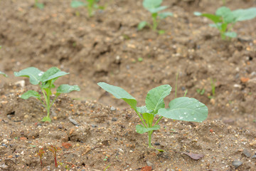 ブロッコリー　畑　