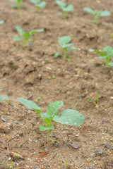 ブロッコリー　畑　