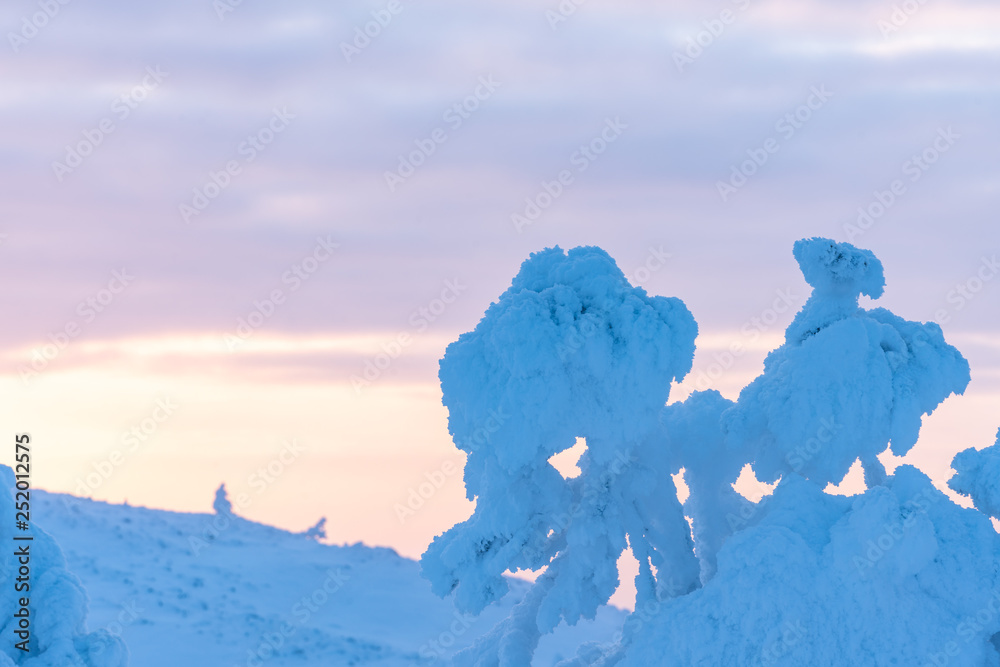 Wall mural snow covered trees on levi ski resort in kittilä finland