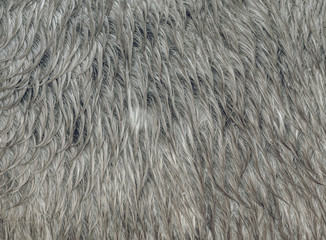Winter fur or skin of brown horse.  Wet horse