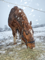 Brown horse in falling snow with close face
