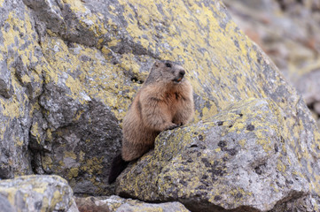 Alpine marmot ( Marmota marmota latirostris ) in the wild. Tatra Mountains.