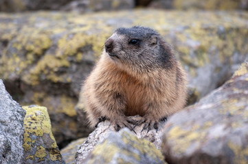Alpine marmot ( Marmota marmota latirostris ) in the wild. Tatra Mountains.