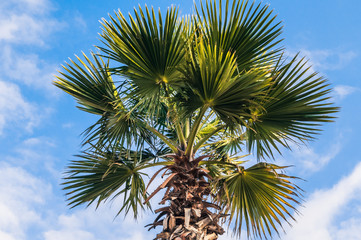 Fototapeta na wymiar Photo of palm trees against the sky
