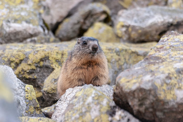 Alpine marmot ( Marmota marmota latirostris ) in the wild. Tatra Mountains.