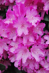 pink flower