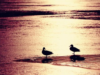 Sun rays make dark silhouettes of ducks