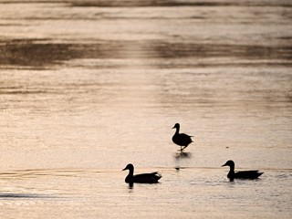 Birds resting on frozen lake surface.  Ducks swim