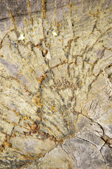 Wooden rings texture background