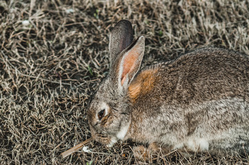 Naklejka na ściany i meble rabbit in the park on the grass
