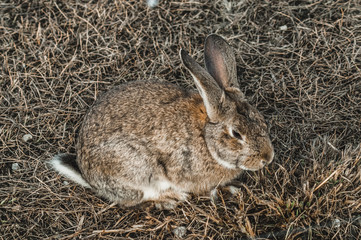 rabbit in the park on the grass
