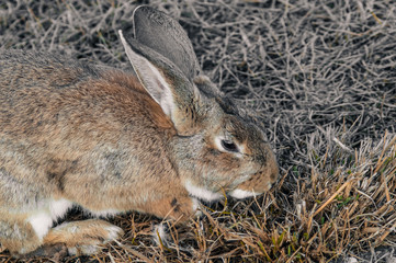 rabbit in the park on the grass