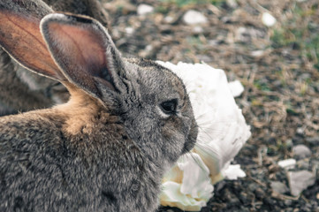 rabbit in the park on the grass