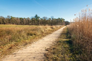 Sandy path along the reeds on the bank of a ven in a Dutch nature reserve