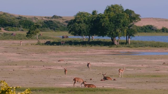 Beautiful wildlife scenery, several animal groups of antilopas and bulls walk free at summer national park savanna.