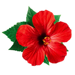 Red hibiscus flower isolated on white background with clipping path