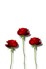 3本の赤い薔薇の花