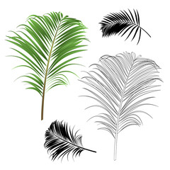 Decoration  tropical house plant leaf palm   nature  outline and silhouette  vintage vector illustration editable hand drawn