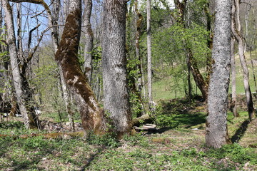 Forêt de montagne, mousse