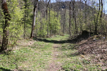 Chemin de forêt de montagne