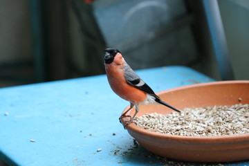 Dompfaff Vogel Bird