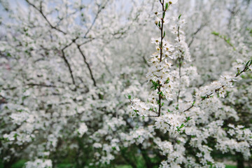Bush blooming apple trees with young leaves in spring