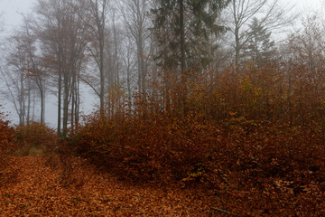 Obraz premium Jesień 2018 w Beskidach