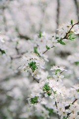 A branch of a blossoming apple tree with young leaves in spring against a sky. Card for Mother's Day or Easter